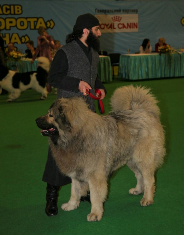 Butkuna Tabakini - 'Best in Show' at the International Dog-show "Golden Gate 2010", Kiev, Ukraine
