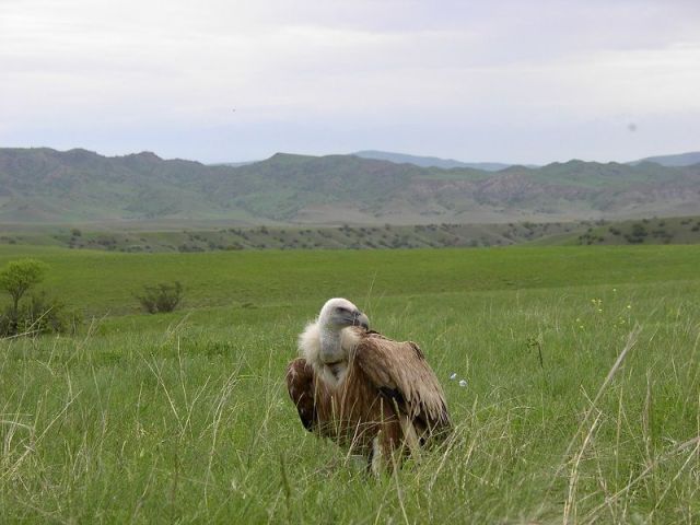 vashlovani bird of prey