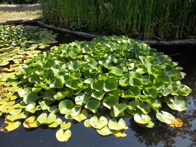 Water Garden at Tbilisi Botanical Garden