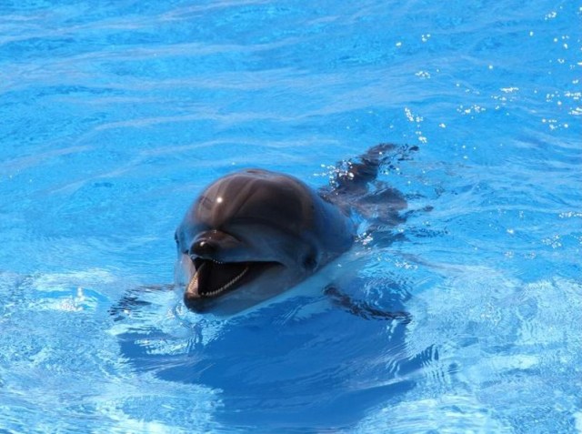 A Bottlenose Dolphin. Photo courtesy of 6 May Park