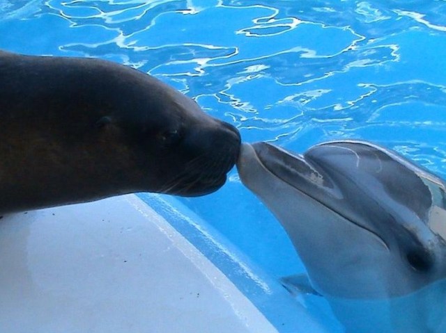 A California Sea Lion and a Bottlenose Dolphine. Photo courtesy of 6 May Park