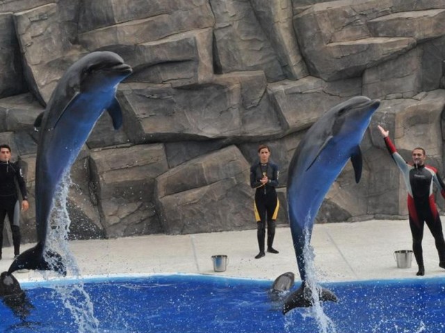 Bottlenose Dolphins at Batumi Dolphinarium. Photo courtesy of 6 May Park