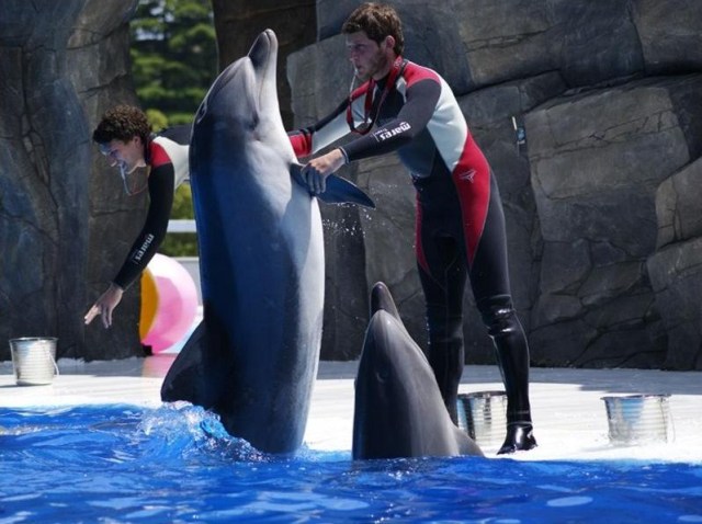 Dolphin Trainers. Photo courtesy of 6 May Park