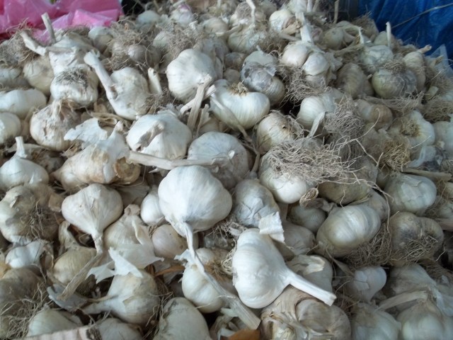 Garlic