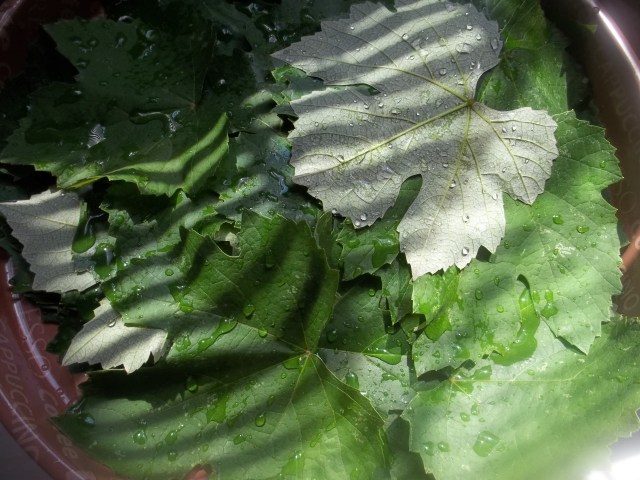 Vine Leaves