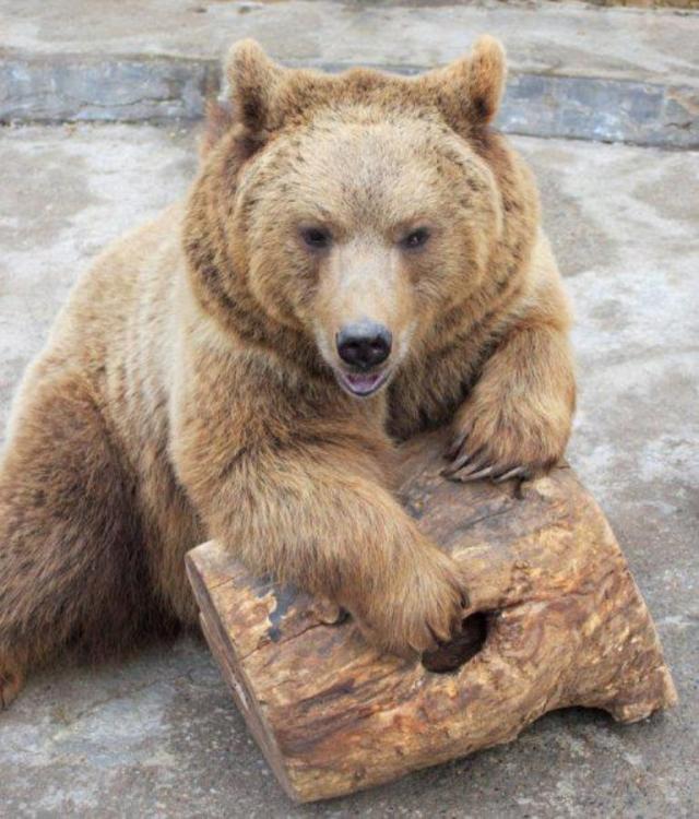 Brown Bear at Tbilisi Zoo