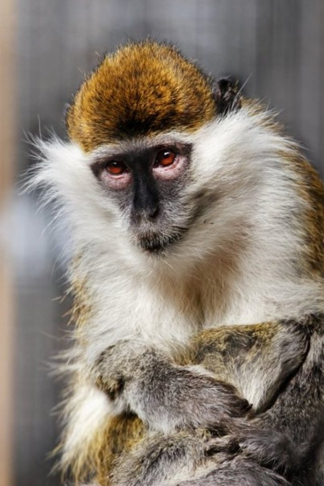 Green Monkey at Tbilisi Zoo
