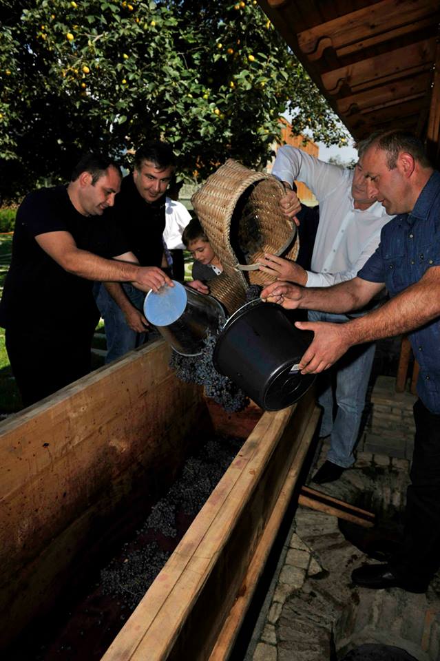 Putting grapes into a long wooden tub (Sacnakheli) at President Saakashvili's Vineyard.
