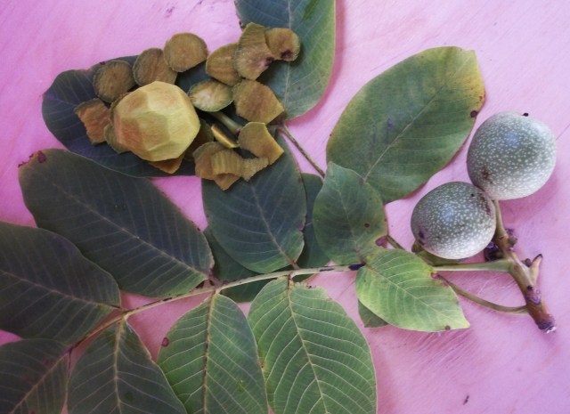 Remove the Outer Skin of the Unripe Walnut