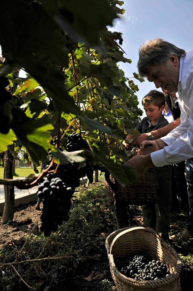 The Ex-President of Ukraine, Viktor Yushchenko, helped with the grape harvest