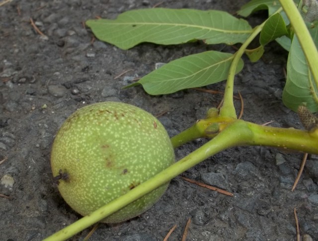 Unripe Walnut for Pickled Walnuts Recipe