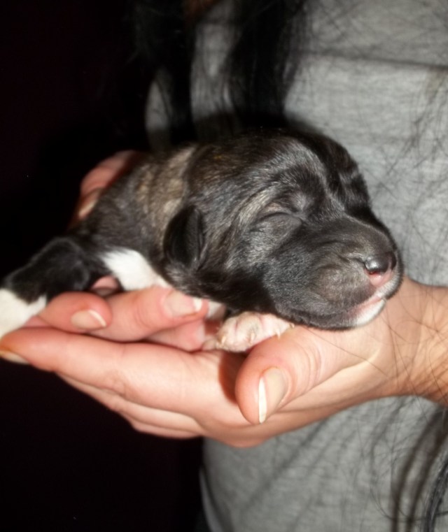 2 day old Caucasian Shepherd Puppy