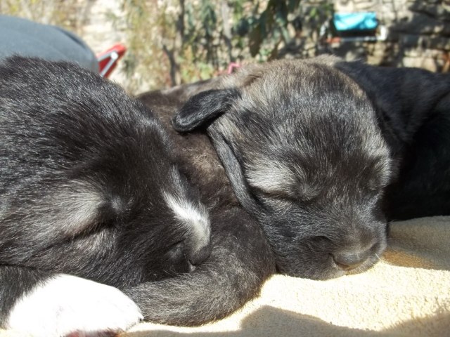 19 day old Caucasian Shepherd puppies