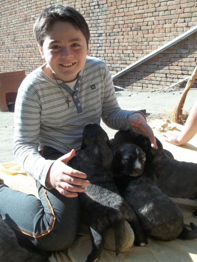 19 day old Caucasian Shepherd puppies