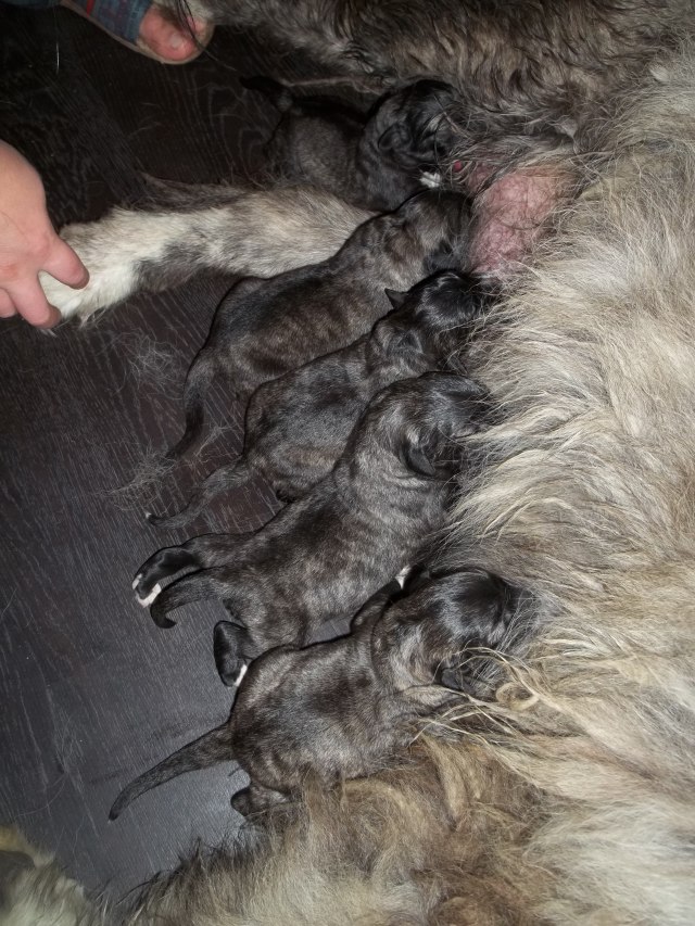 Caucasian Shepherd Dog Puppies Feeding