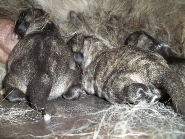 New born Caucasian Shepherd Dog Puppies
