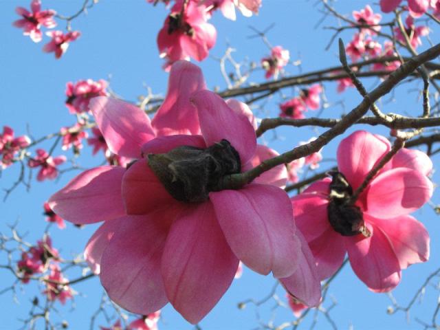 Batumi Botanical Garden. Photo courtesy of Batumi Botanical Garden_10