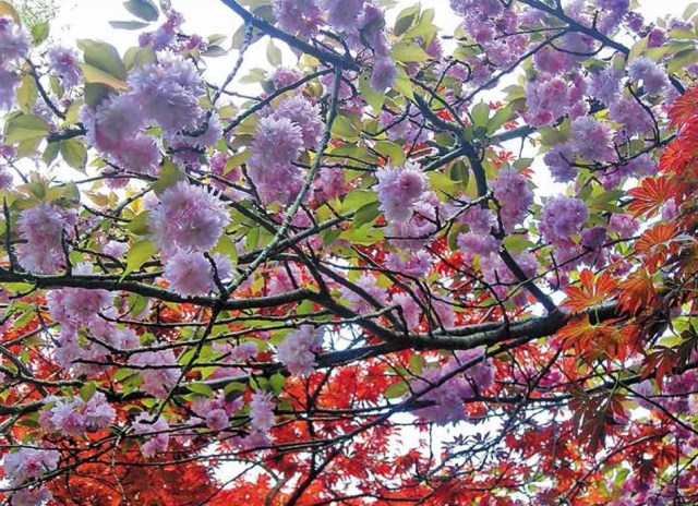 Batumi Botanical Garden. Photo courtesy of Batumi Botanical Garden_11