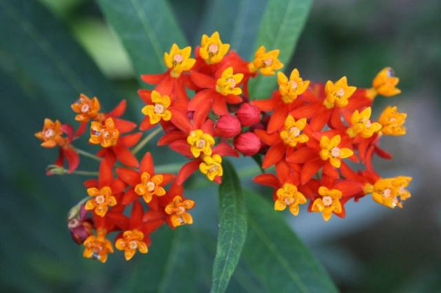 Batumi Botanical Garden. Photo courtesy of Batumi Botanical Garden_17