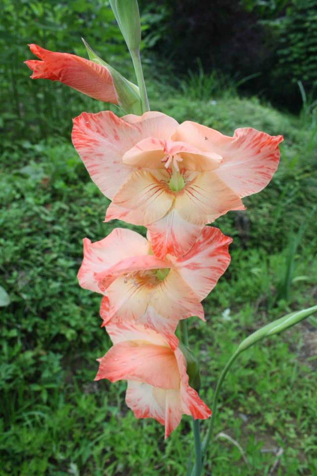 Batumi Botanical Garden. Photo courtesy of Batumi Botanical Garden_29