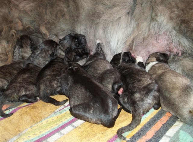 2 Day Old Caucasian Shepherd Dog Puppies