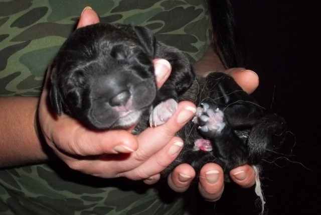 First Puppy 1 min past midnight October 8, 2013.