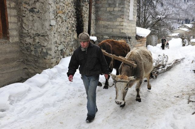 Collecting wood to make "lampari"