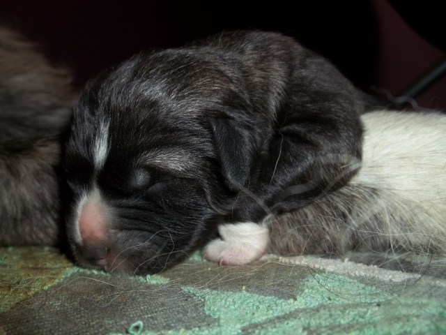 Sleeping Caucasian Shepherd Dog Puppy