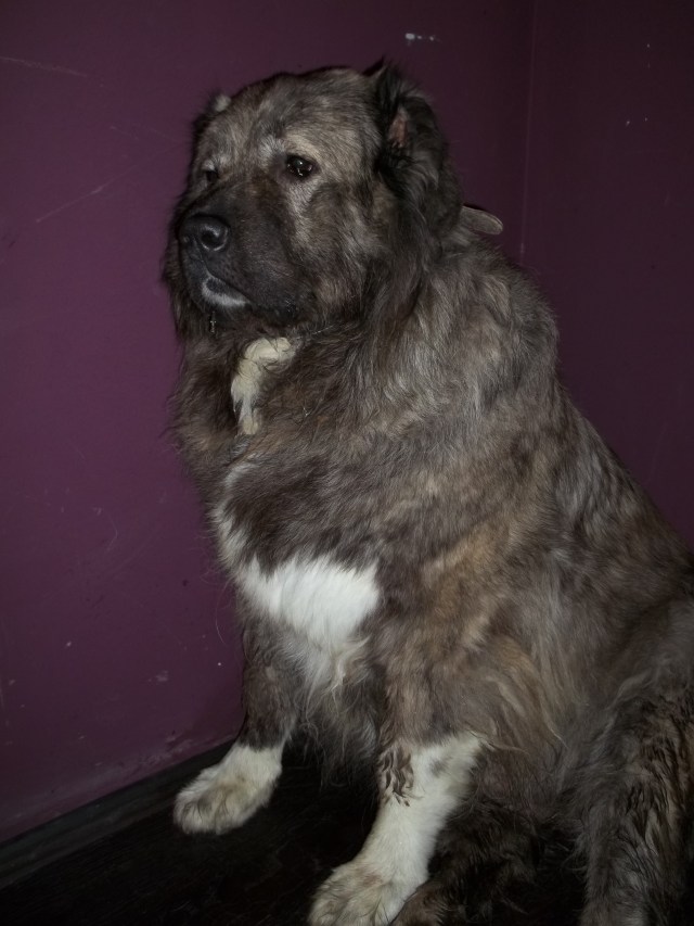 Bassa, our Female Caucasian Shepherd Dog and Mother of 7 Beautiful Puppies