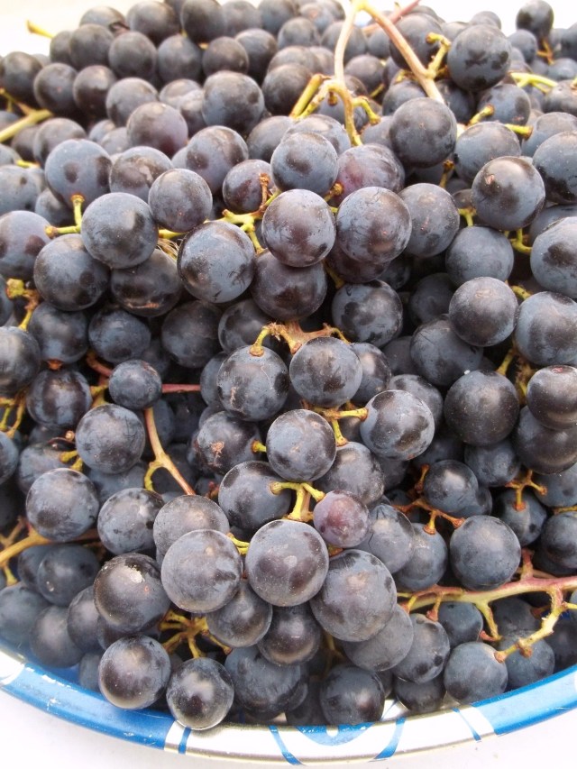 Dark Grapes