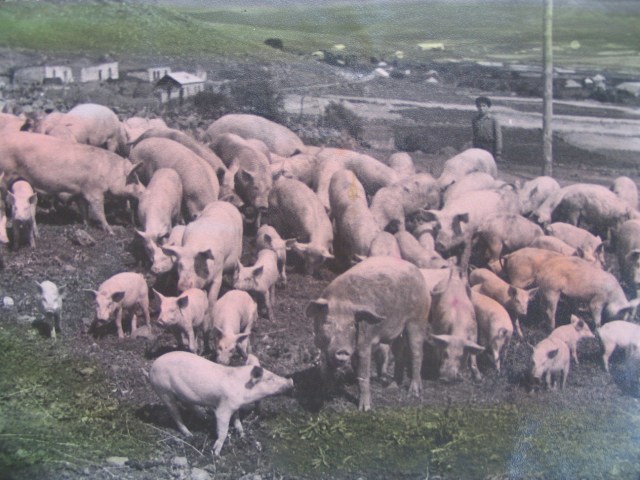 A Boy and his Herd of Pigs in 1950's Georgia