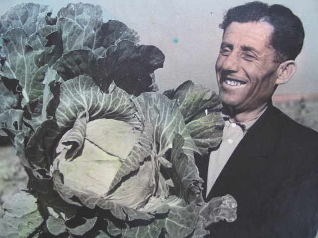 Farmer with Giant Cabbage in 1950's Georgia