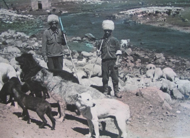 Shepherds in 1950's Georgia