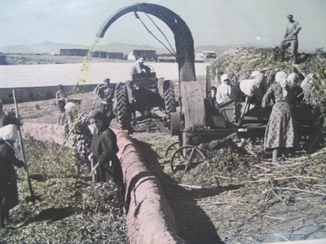 Women Participating in the Harvest in 1950's Georgia