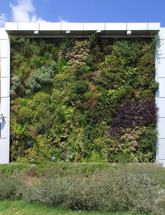 Vertical Garden in Tbilisi