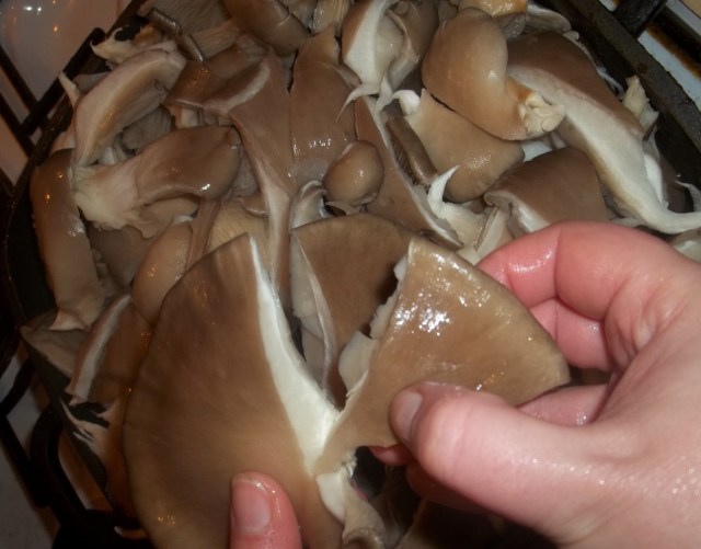 Tearing Mushrooms - Copy