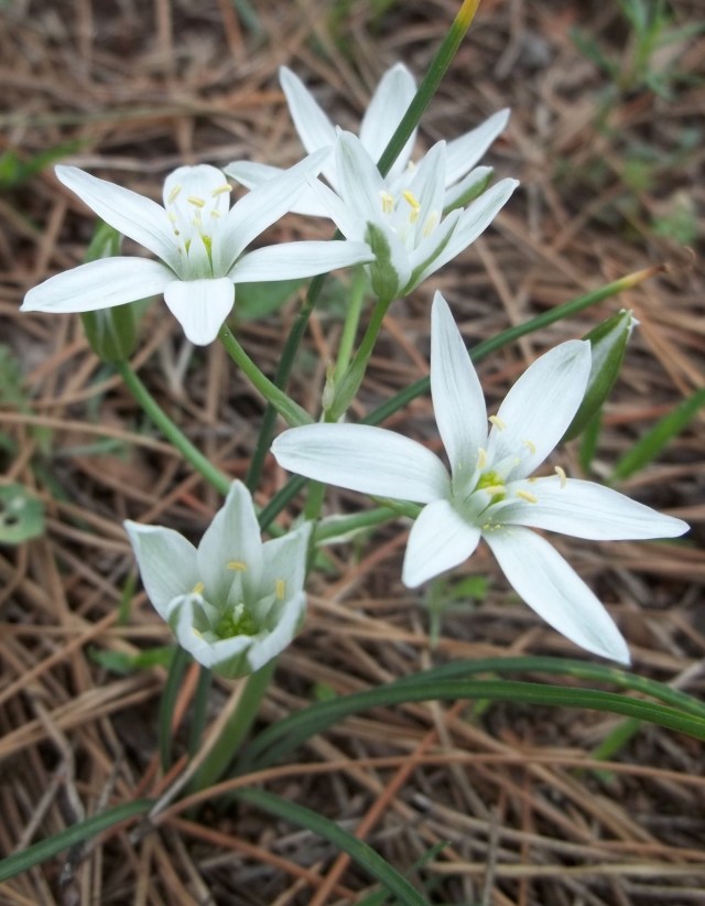 Khudadov Forest flower