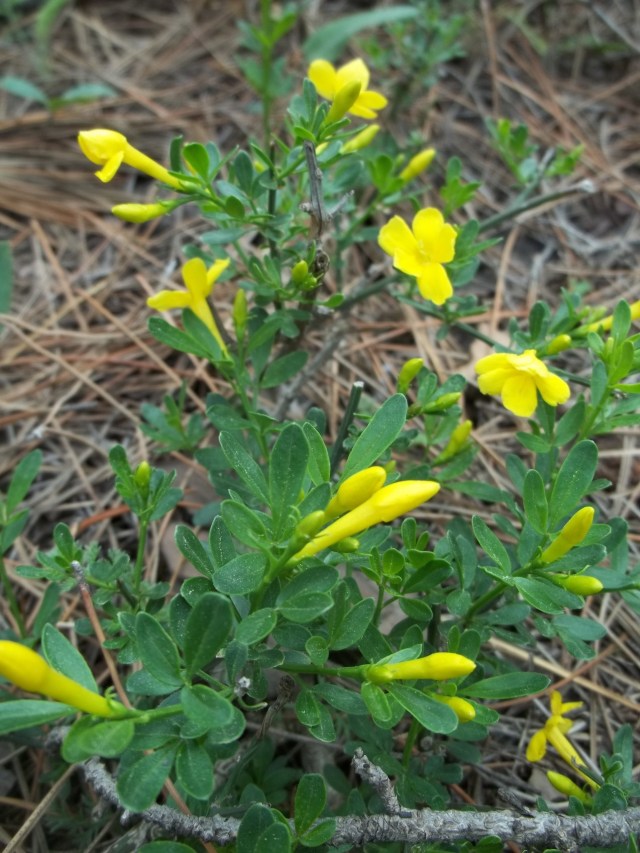 Khudadov Forest flower