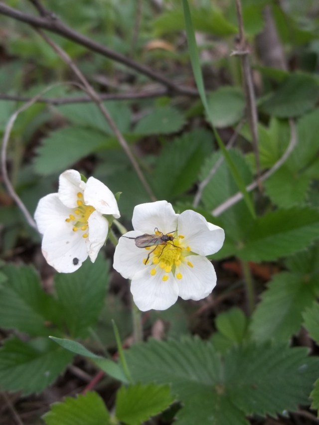 Khudadov Forest flower