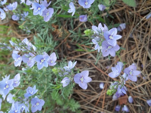 Khudadov Forest flower