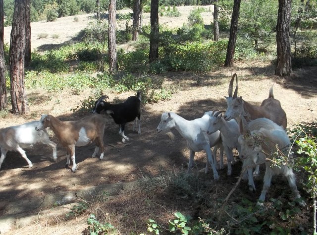 Goats in Khudadov Forest in Tbilisi