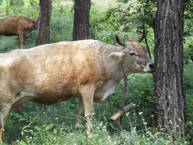 Khudadov Forest cow
