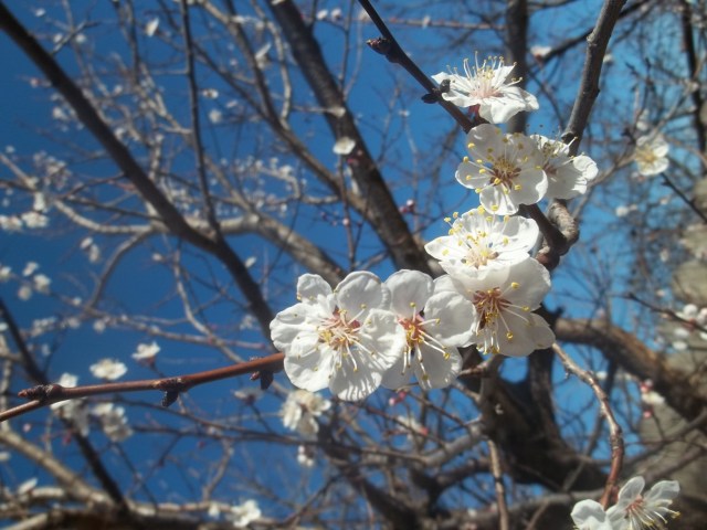 Tree blossom in Khudadov Forest