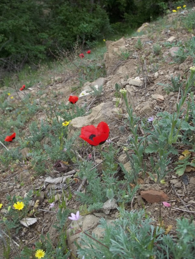 Wild Poppies in Khudadov Forest