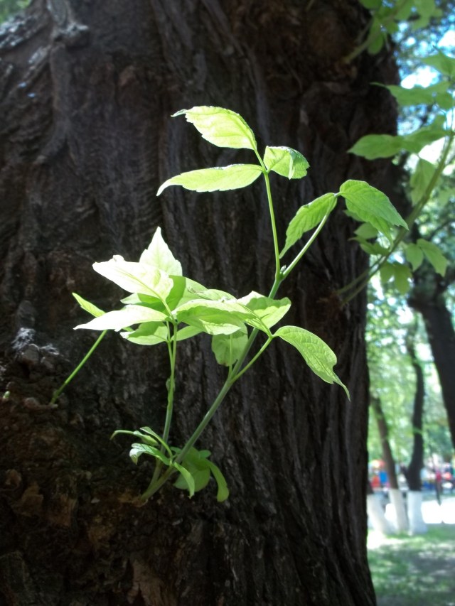 Djansug Kakhidze Park in Tbilisi