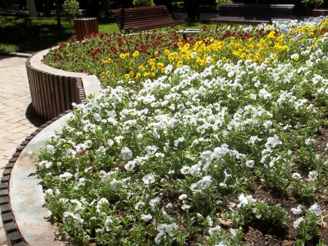 Flowers in Djansug Kakhidze Park