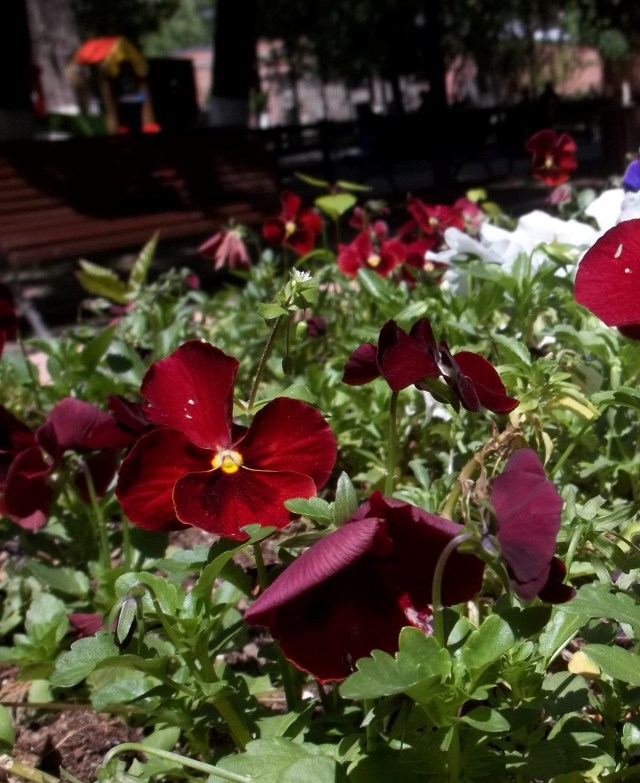 Flowers in Djansug Kakhidze Park