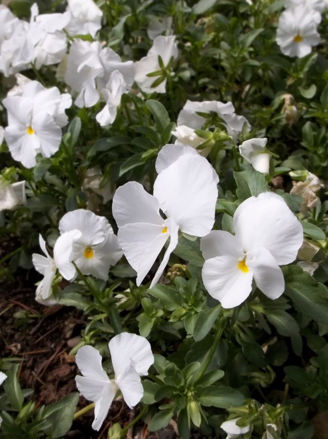Flowers in Djansug Kakhidze Park
