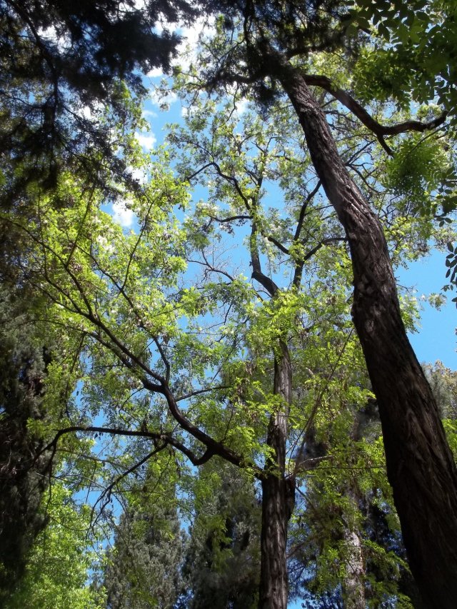 Mature trees in Djansug Kakhidze Park in Tbilisi