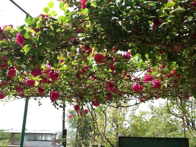 Photo by Koba Kostava